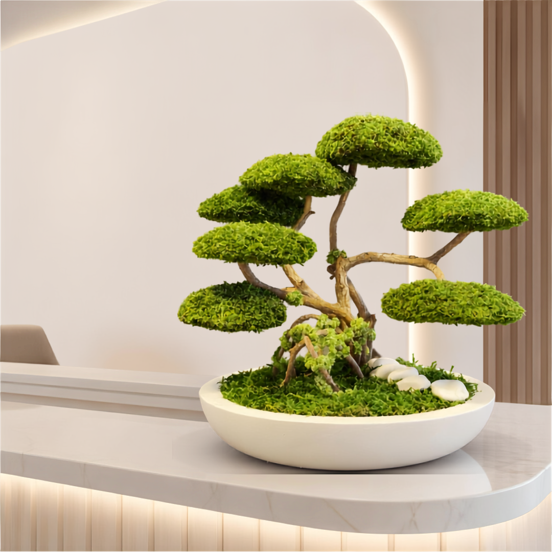 RENİE BONSAİ