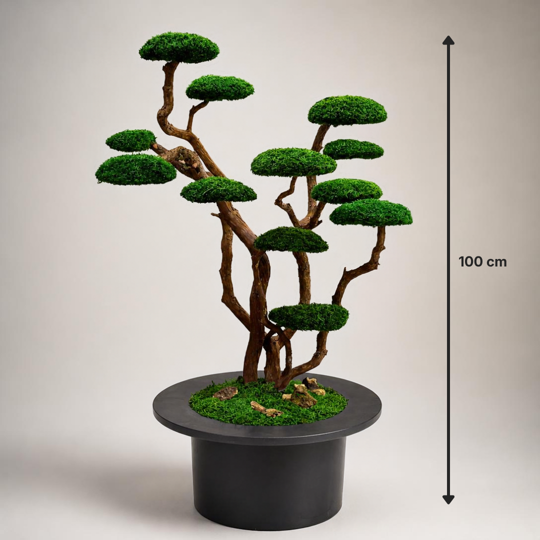 Luna Bonsai