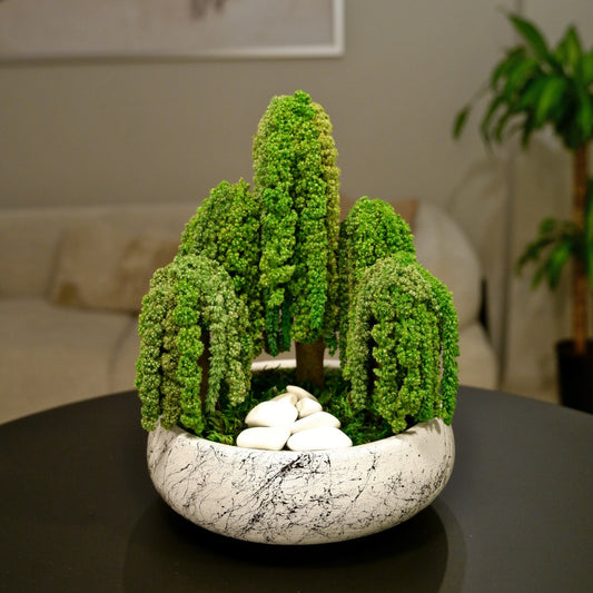 Penta Amaranthus Bonsai