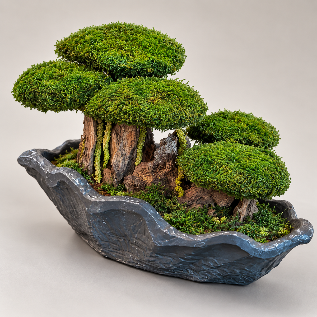 Bodur Bonsai
