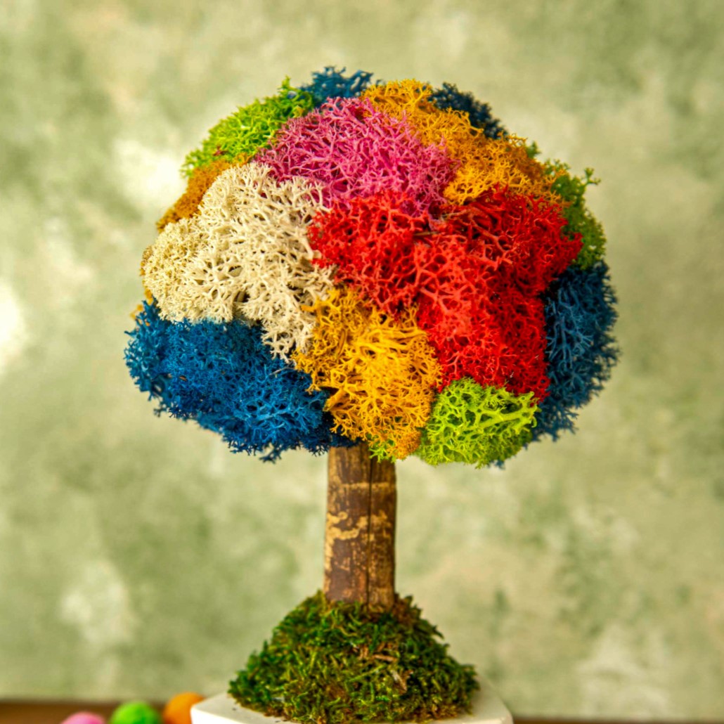 Kolaj Bonsai Moss Ağaç