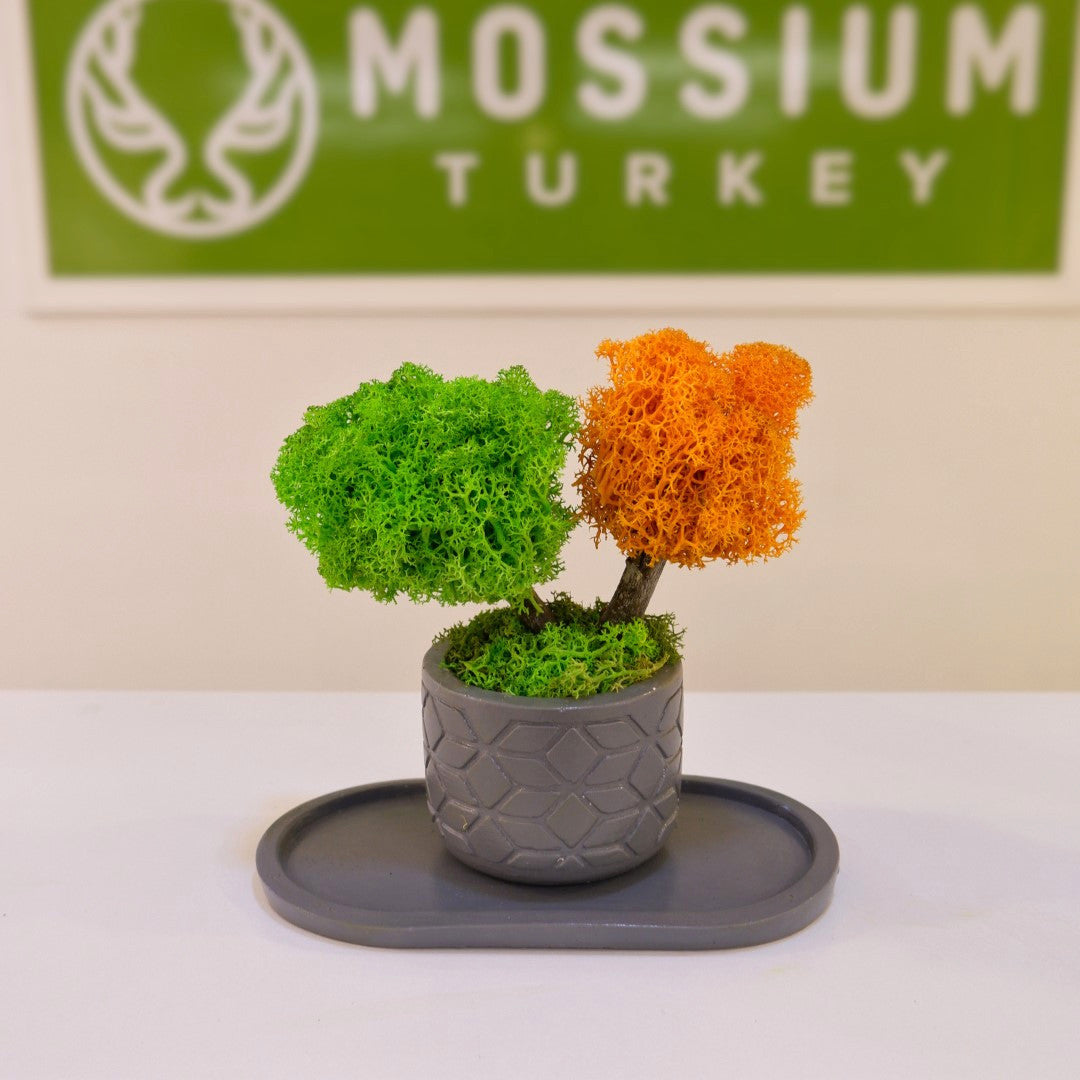 Mini Duo Bonsai