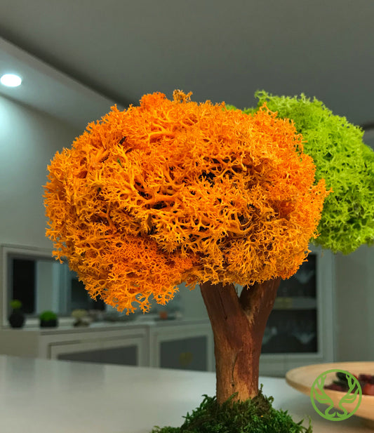 Duo Bonsai Moss Ağaç