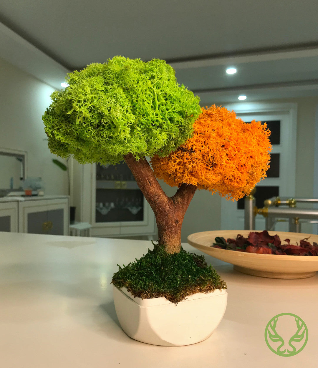 Duo Bonsai Moss Ağaç