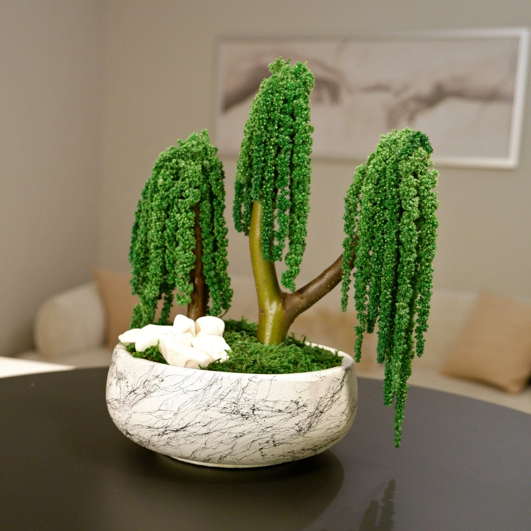 Trio Amaranthus Bonsai