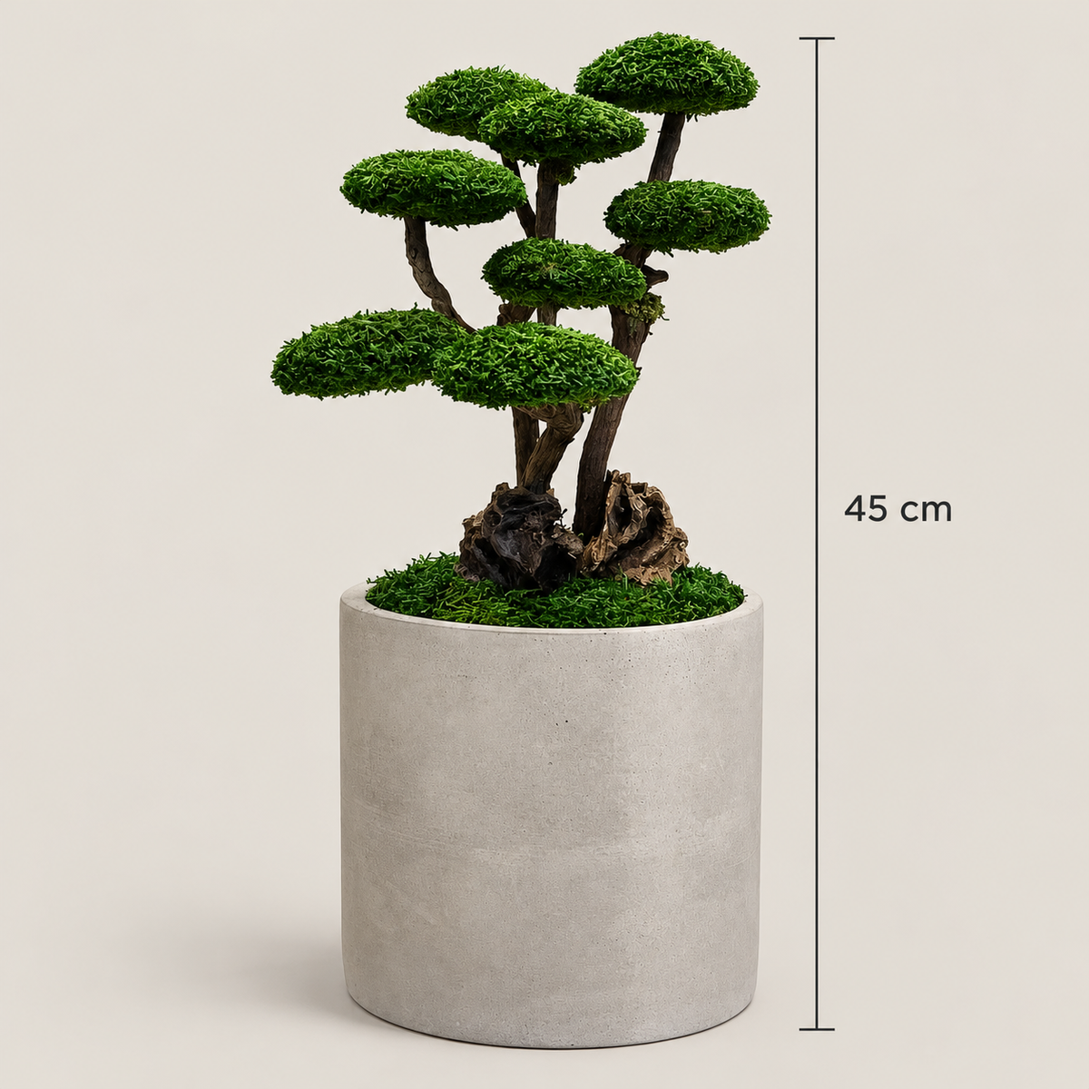 Roma Bonsai