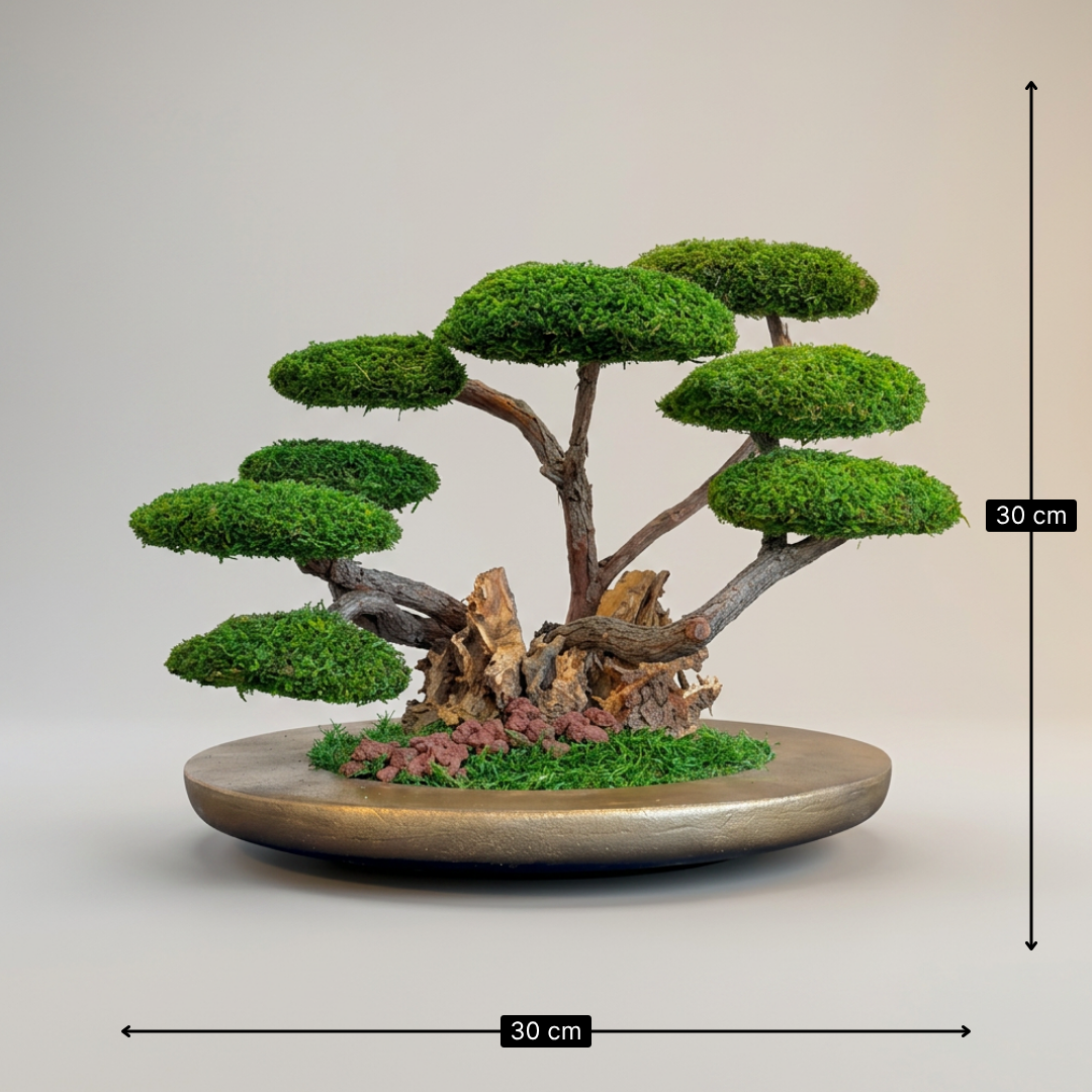 Olia Bonsai