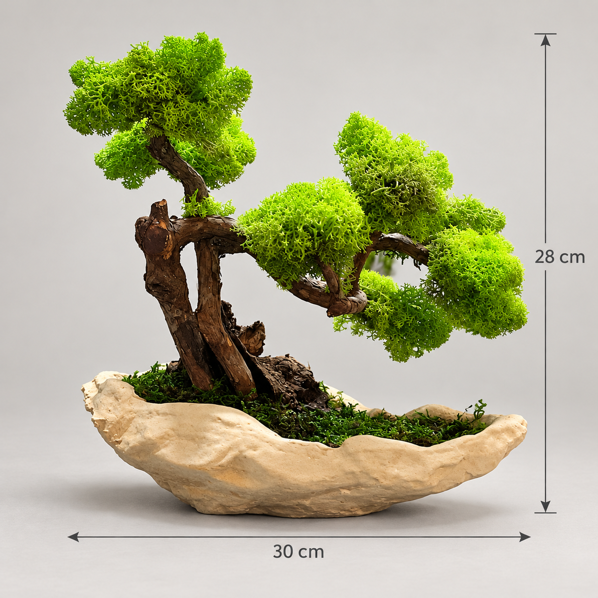 Norway Bonsai