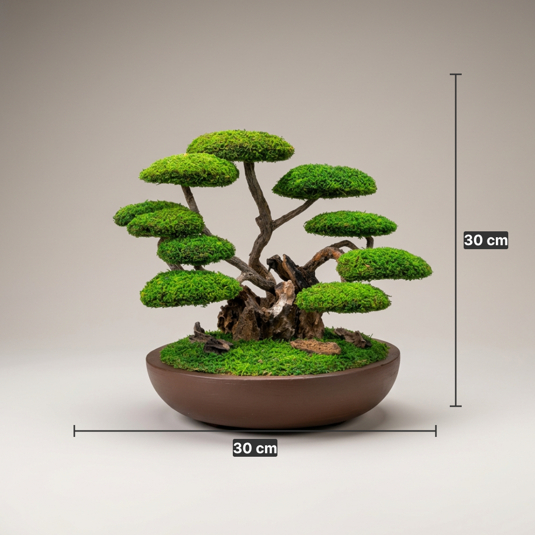 Ren Bonsai Orijinal