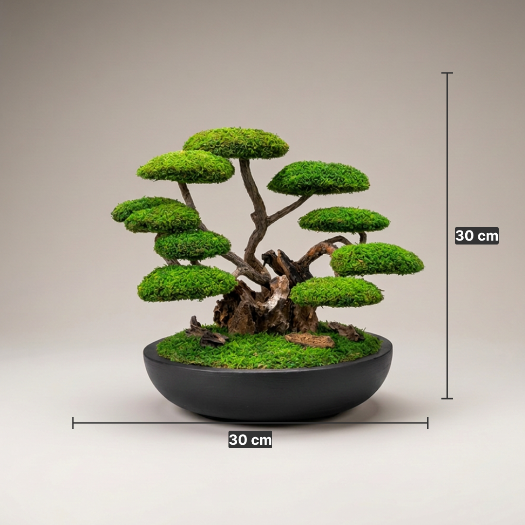 Ren Bonsai - Siyah Saksı