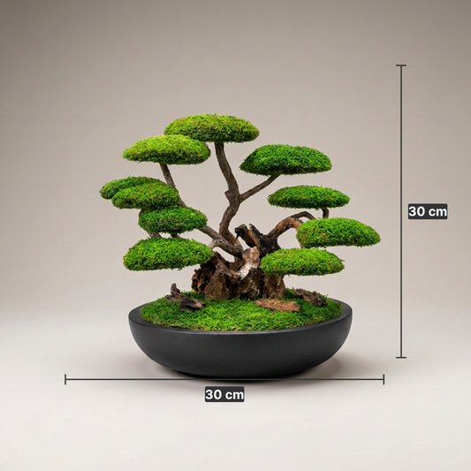 Ren Bonsai - Siyah Saksı