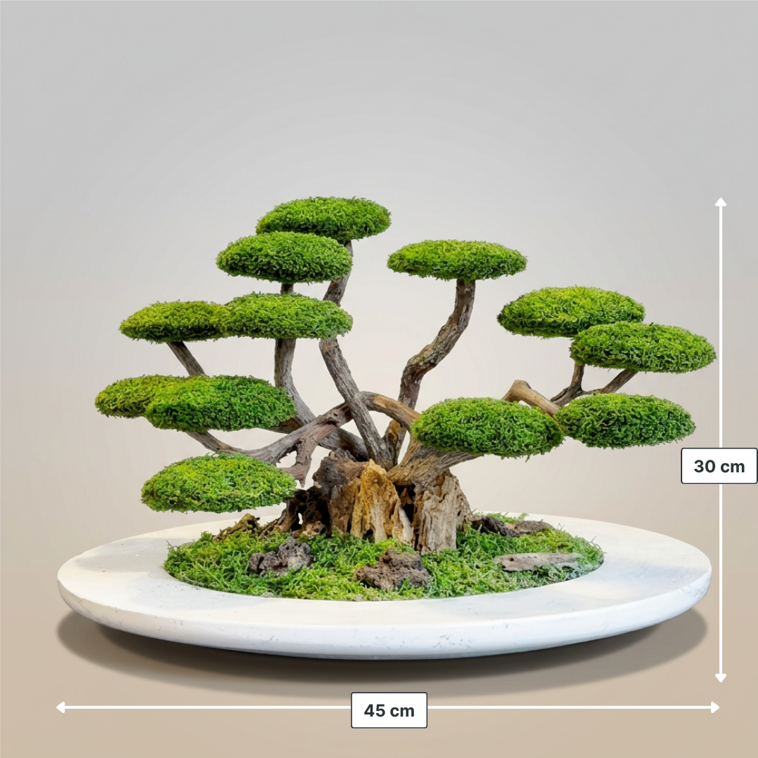 Zen Bonsai