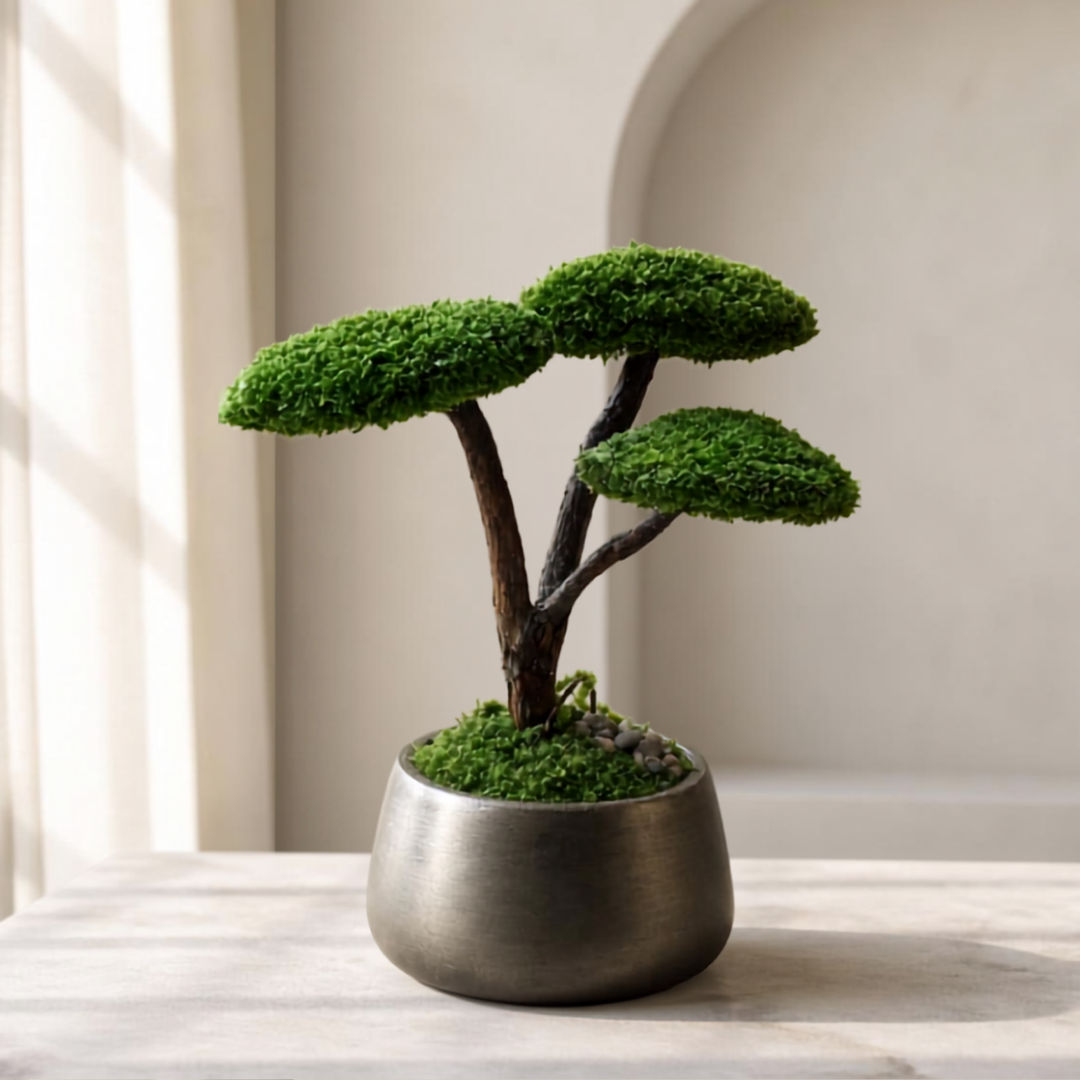 Trio Bonsai