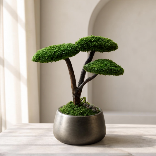 Trio Bonsai