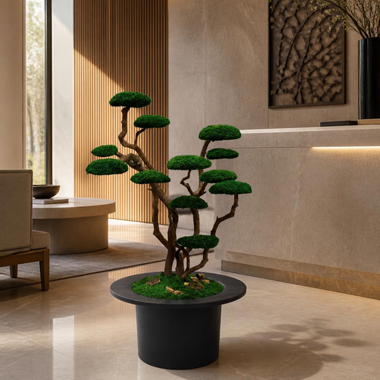 Luna Bonsai