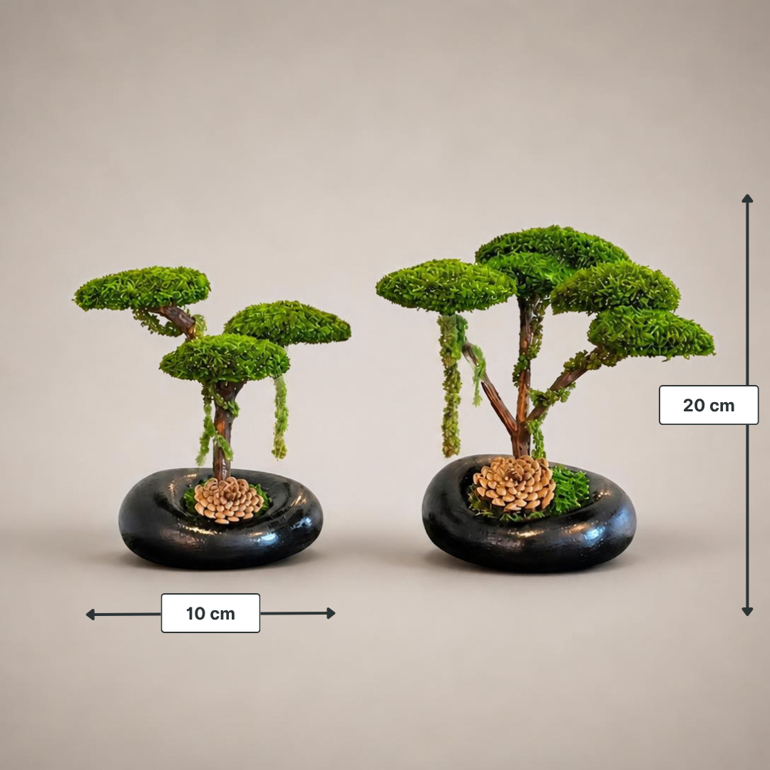 Trio Mini Bonsai - Siyah İkili Set