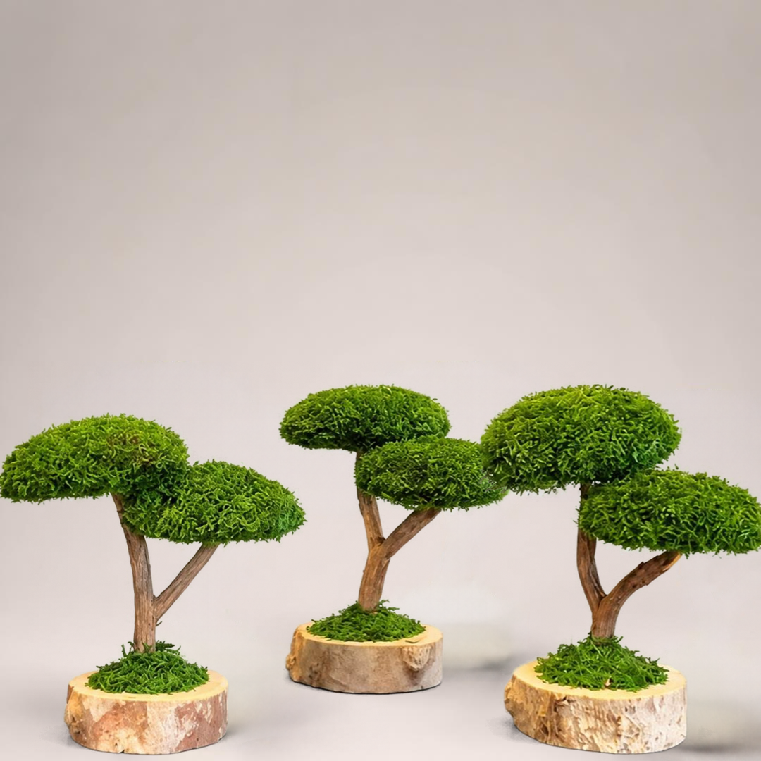 DUO BONSAİ ÜÇLÜ SET