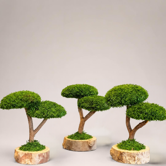 DUO BONSAİ ÜÇLÜ SET