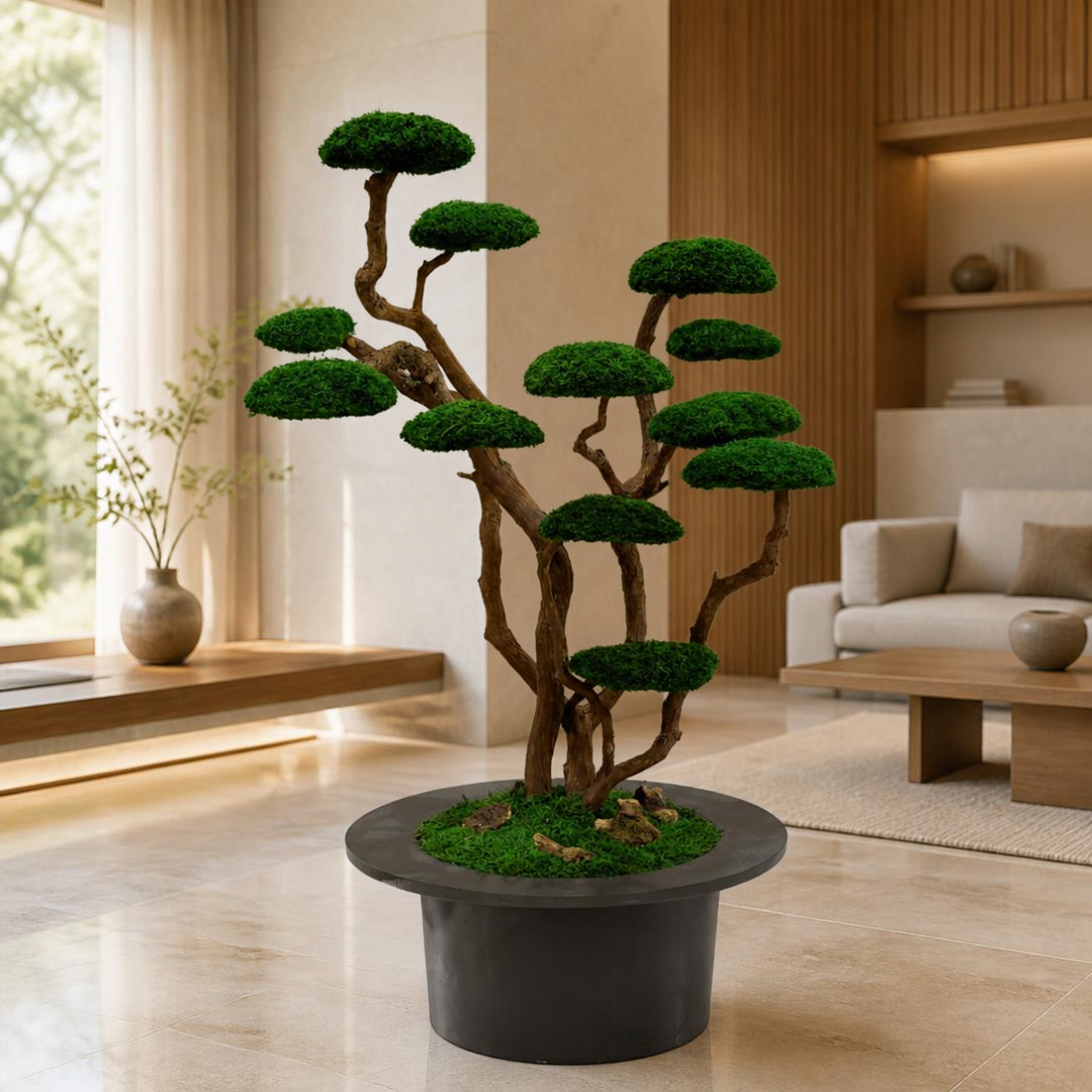 Luna Bonsai
