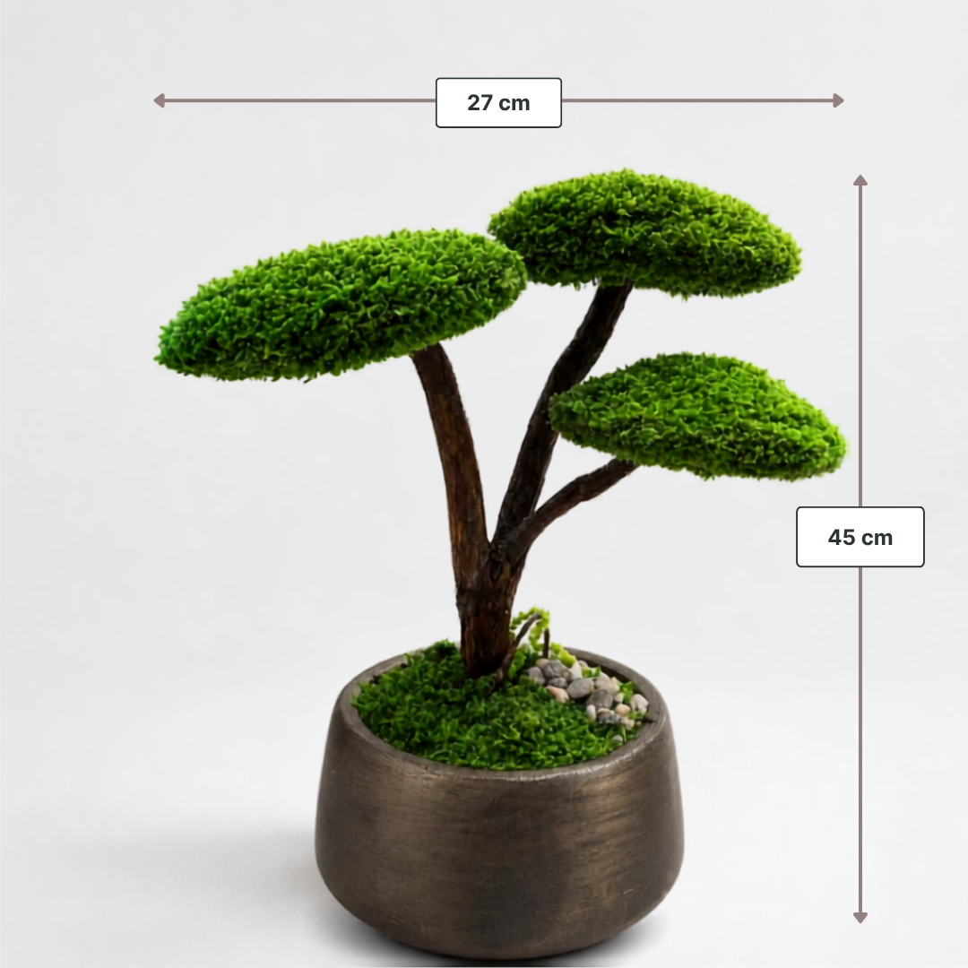 Trio Bonsai