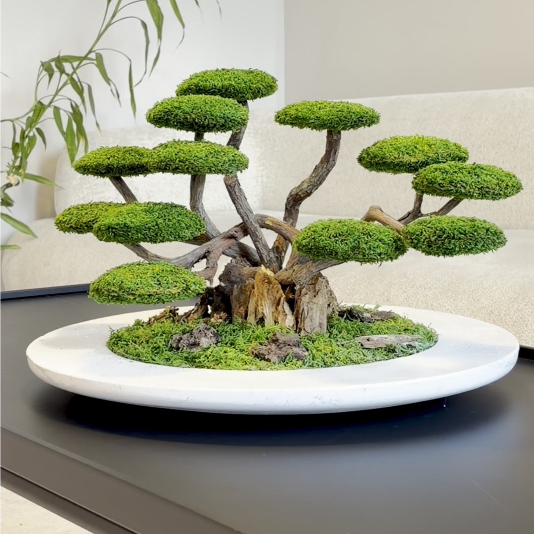 Zen Bonsai