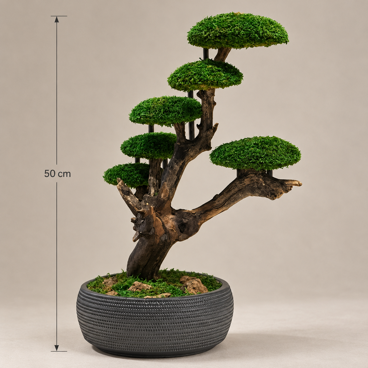 Dora Bonsai