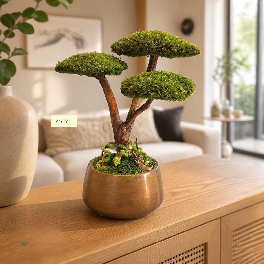 Trio Bonsai