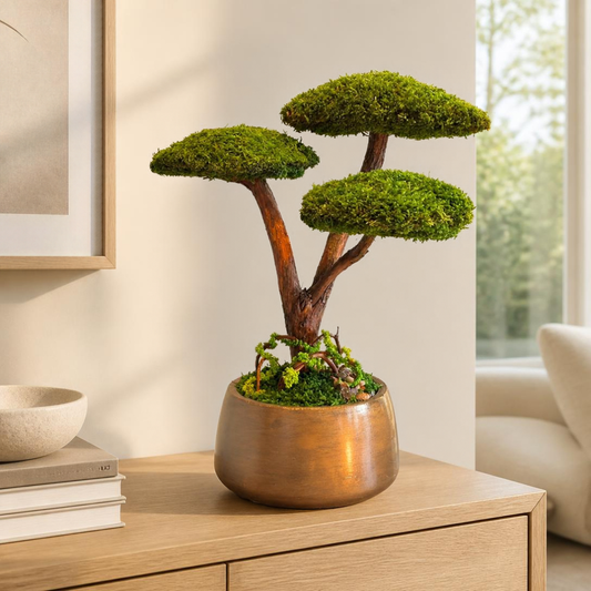 Trio Bonsai