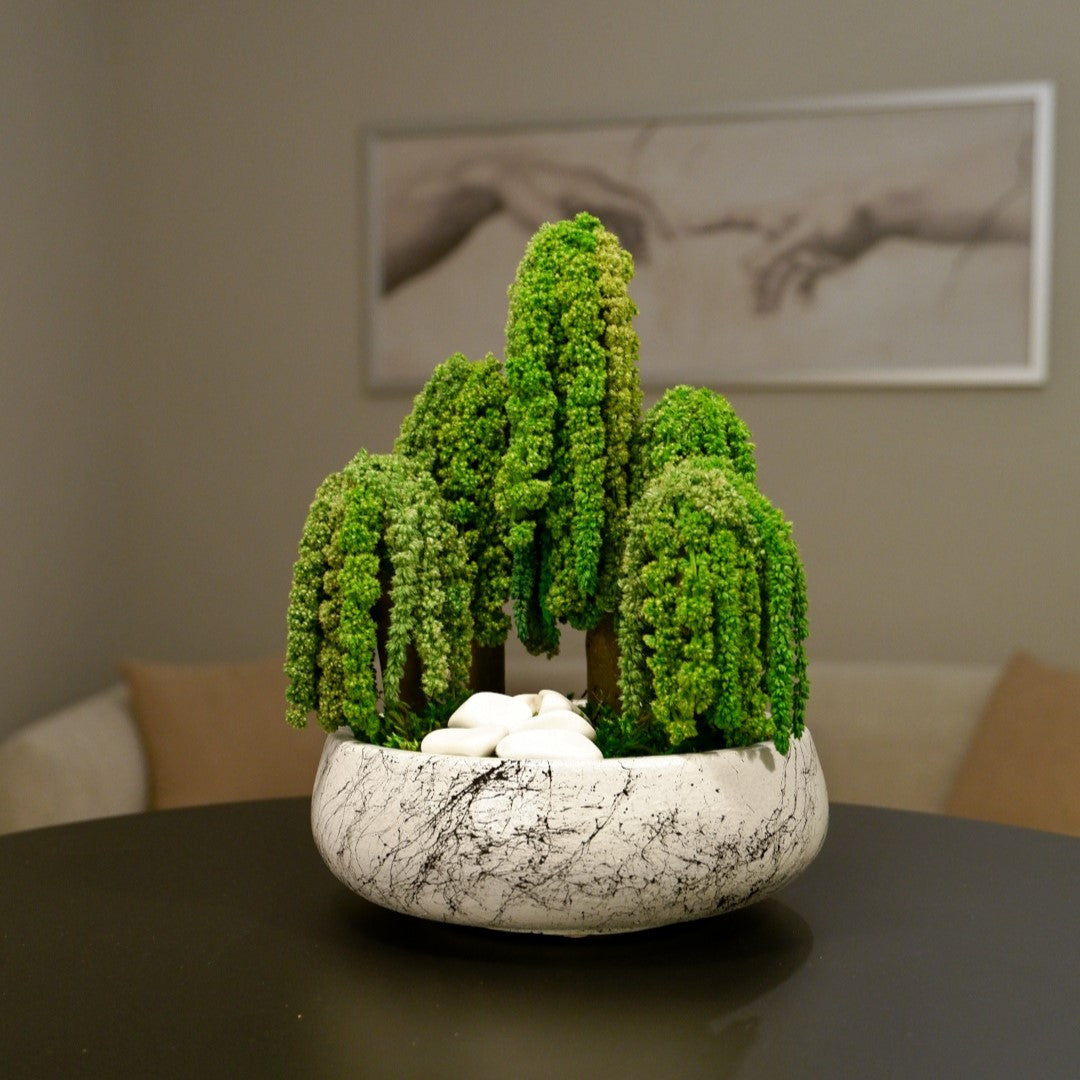 Penta Amaranthus Bonsai