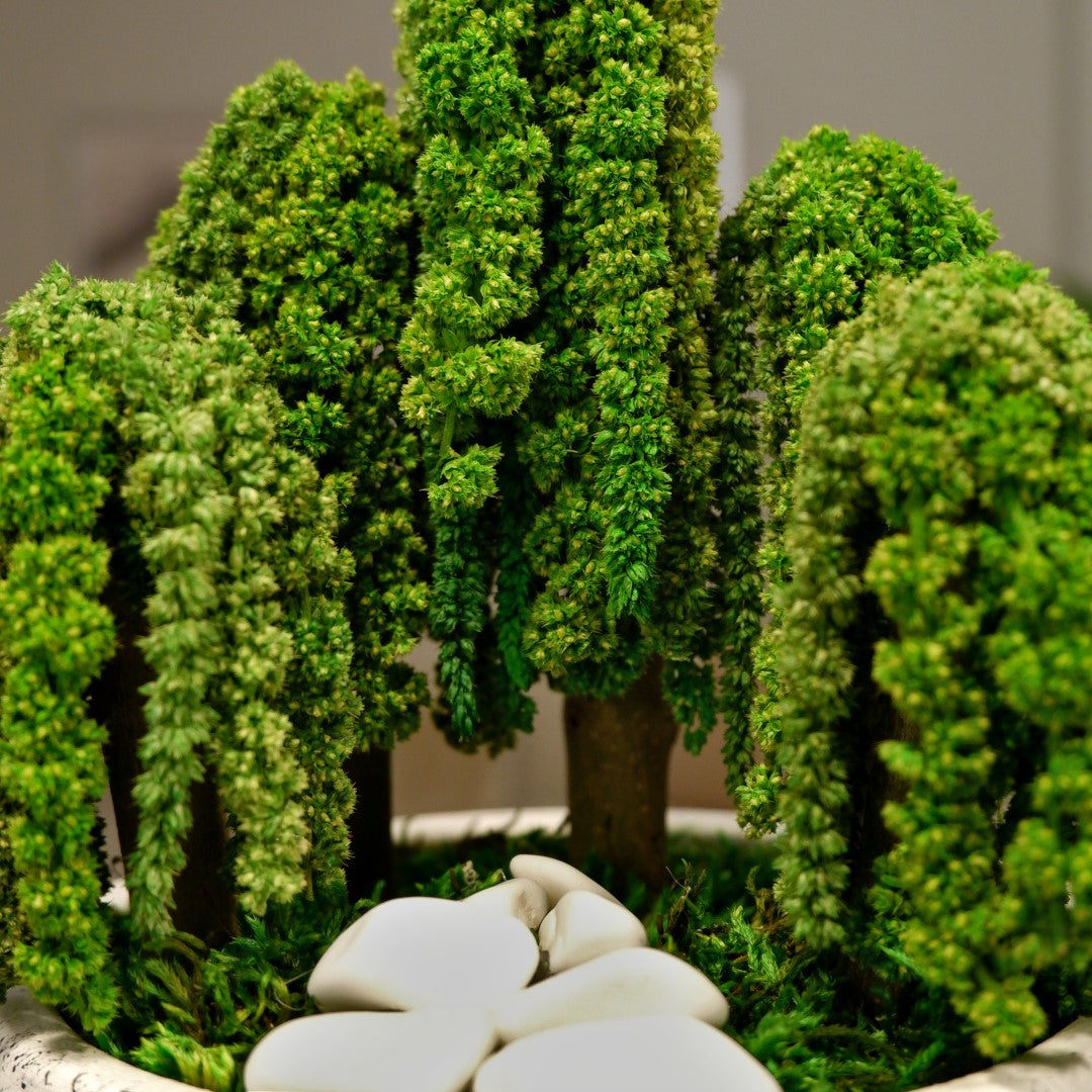 Penta Amaranthus Bonsai