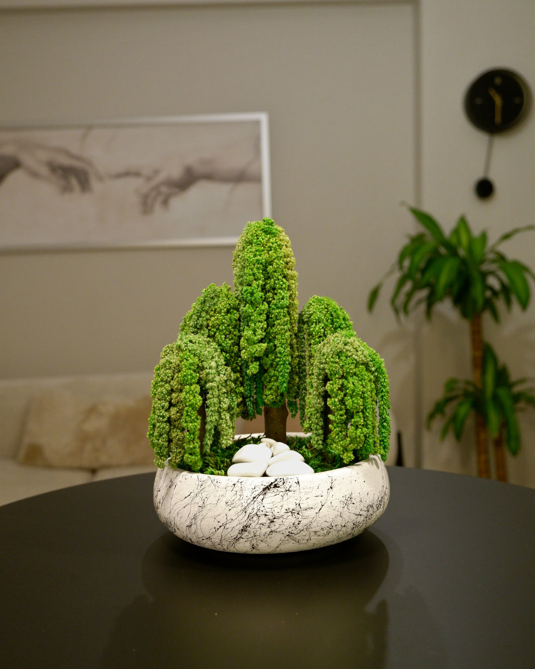 Penta Amaranthus Bonsai