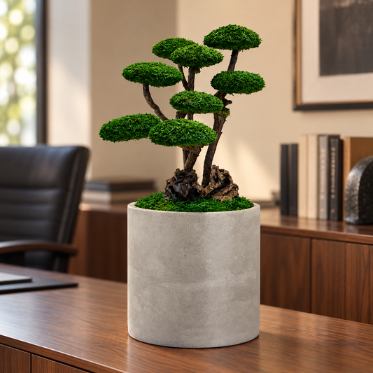 Roma Bonsai