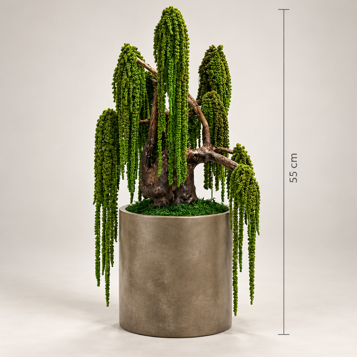 Lora Bonsai