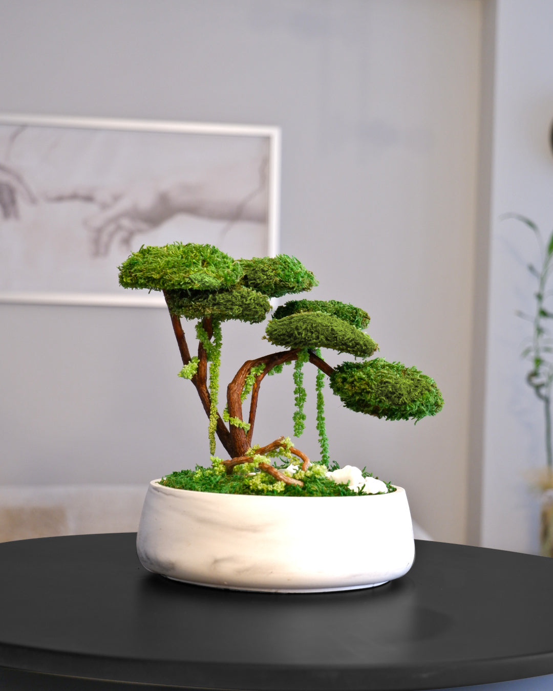 Flat Bonsai