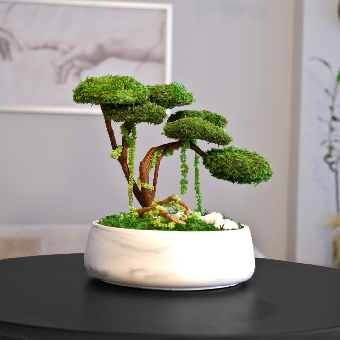 Flat Bonsai