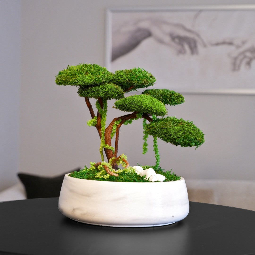 Flat Bonsai