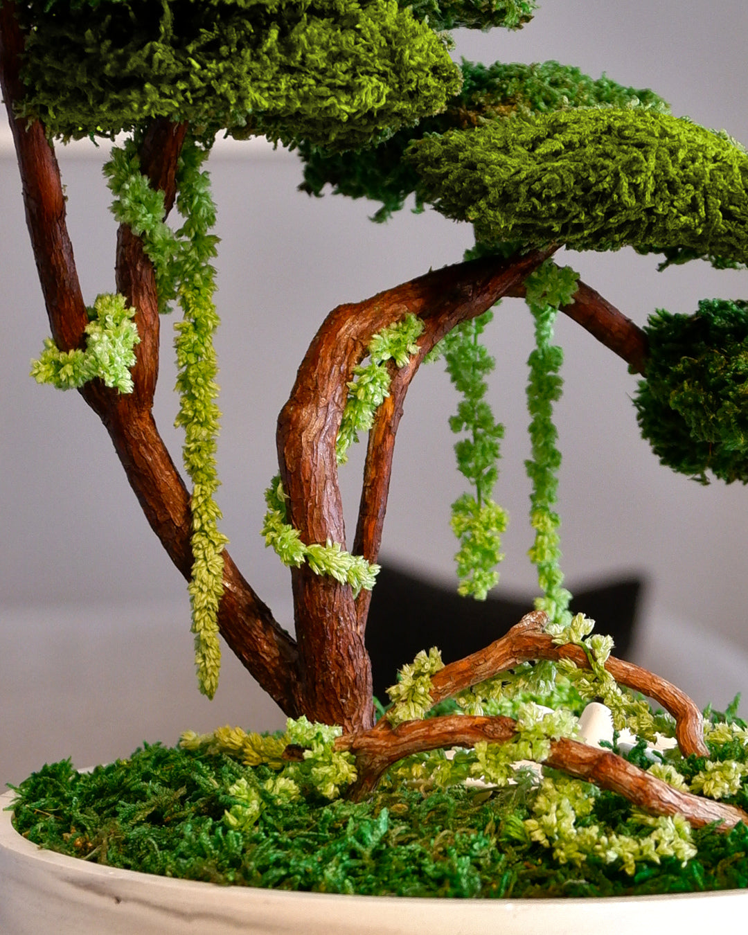Flat Bonsai