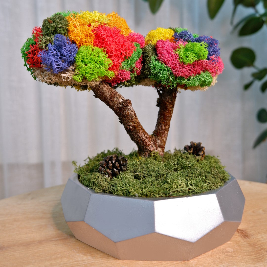 Kolaj Duo Bonsai - Mega