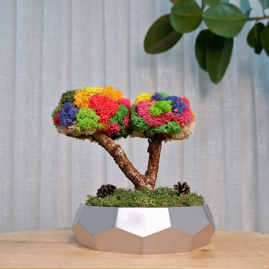 Kolaj Duo Bonsai - Mega
