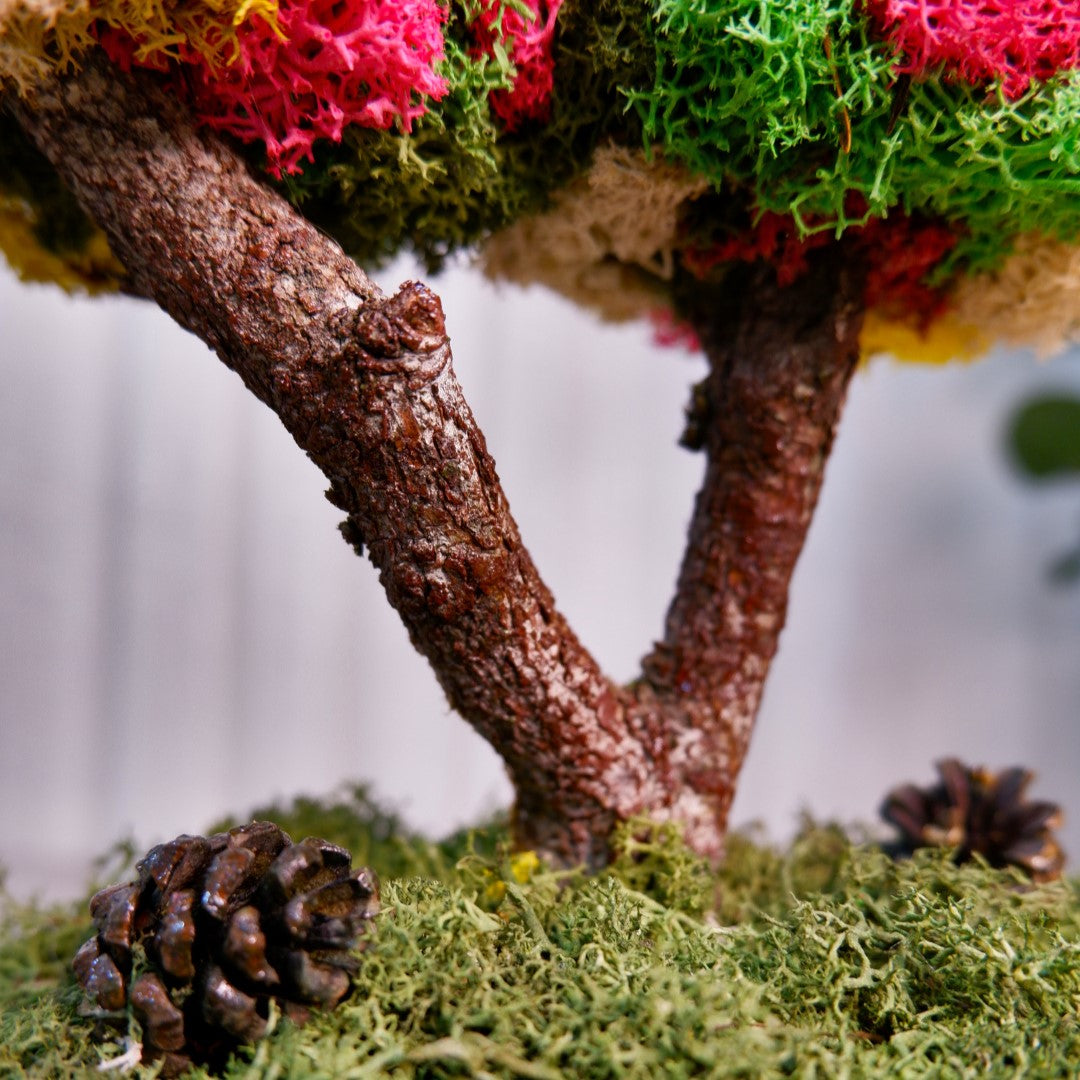 Kolaj Duo Bonsai - Mega