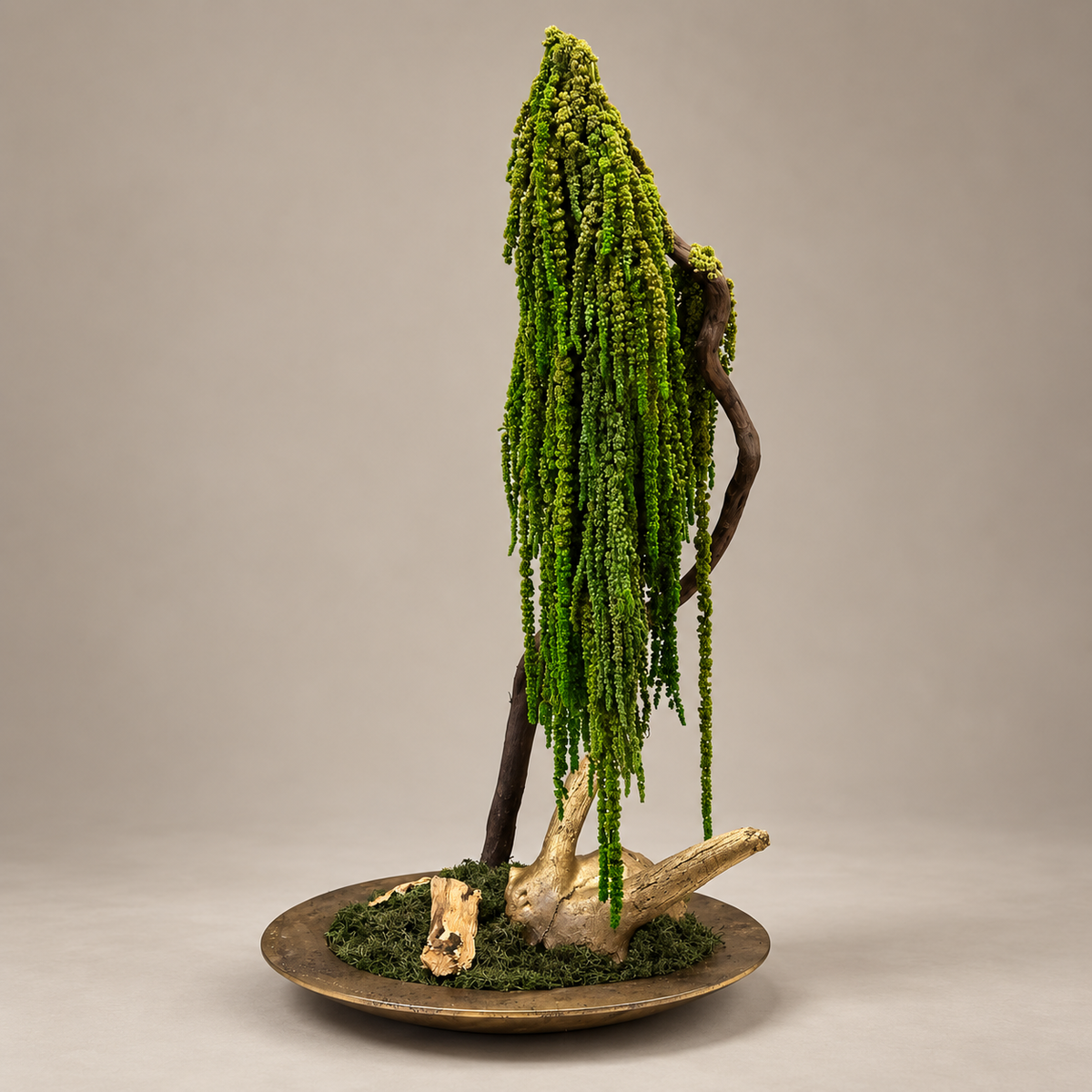 Lorea Bonsai