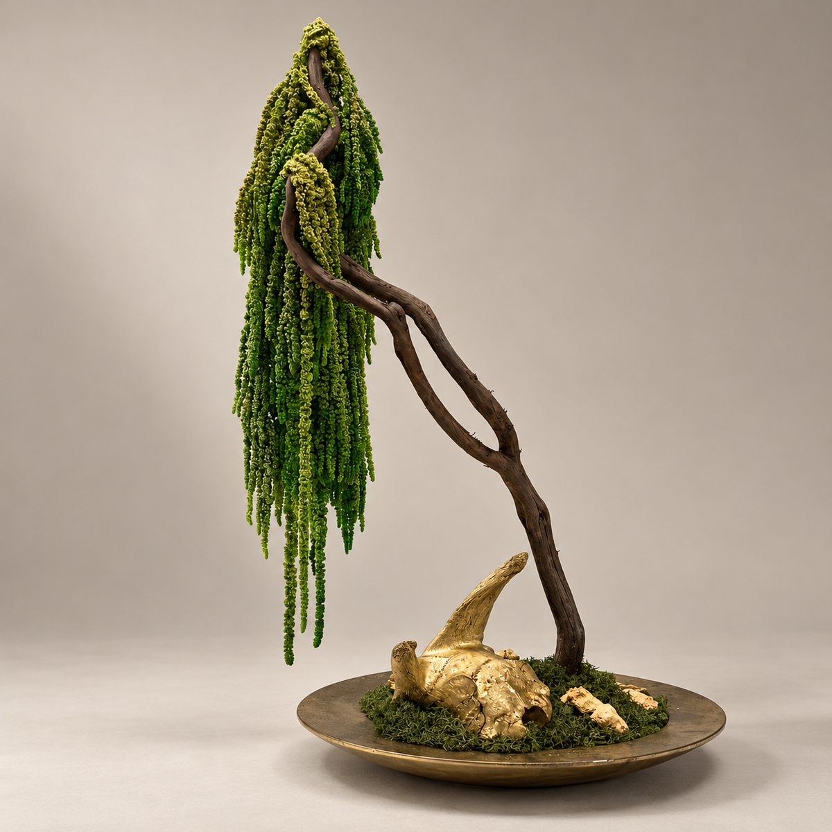 Lorea Bonsai
