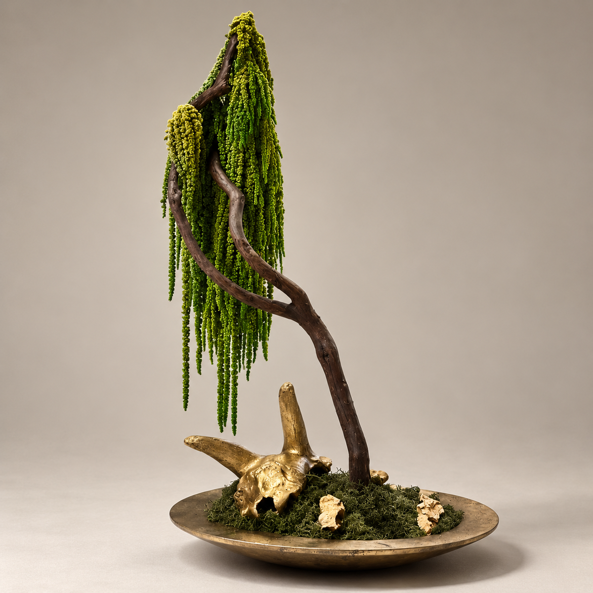 Lorea Bonsai