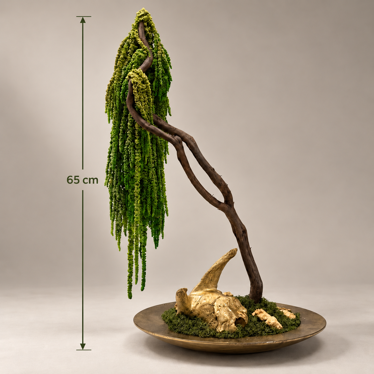 Lorea Bonsai