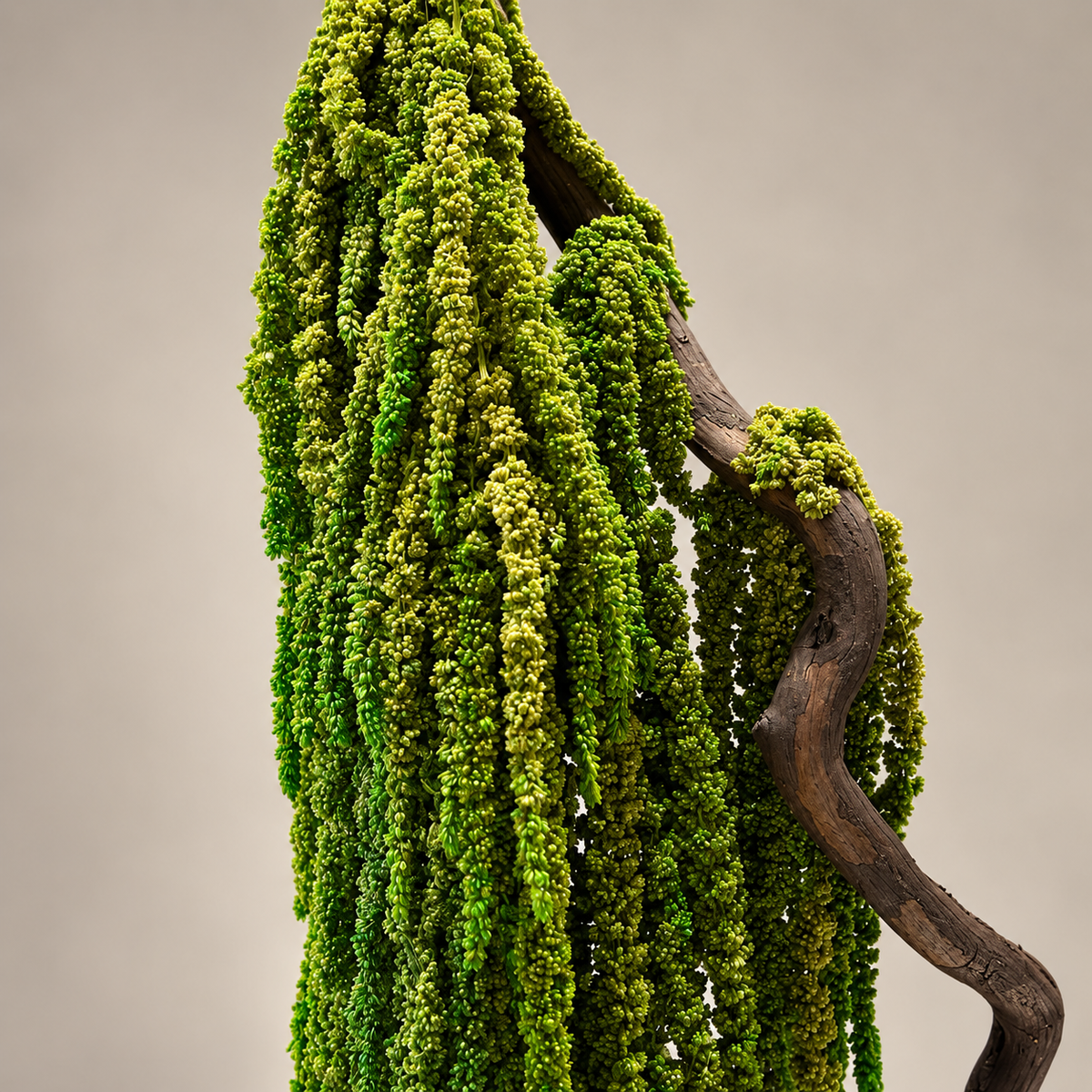 Lorea Bonsai
