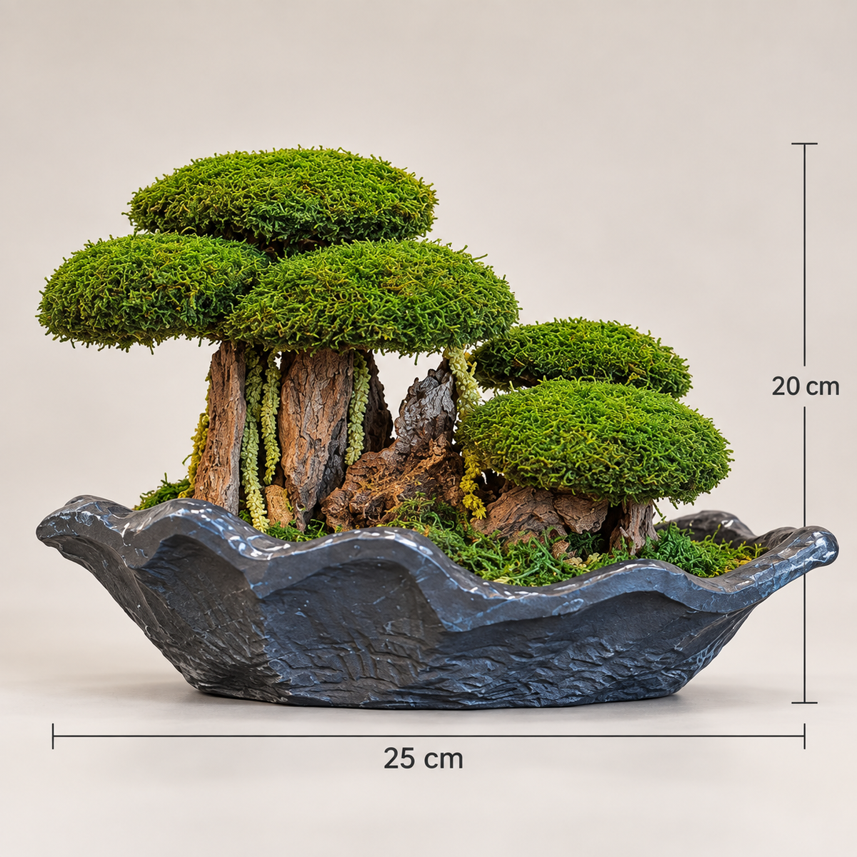 Bodur Bonsai