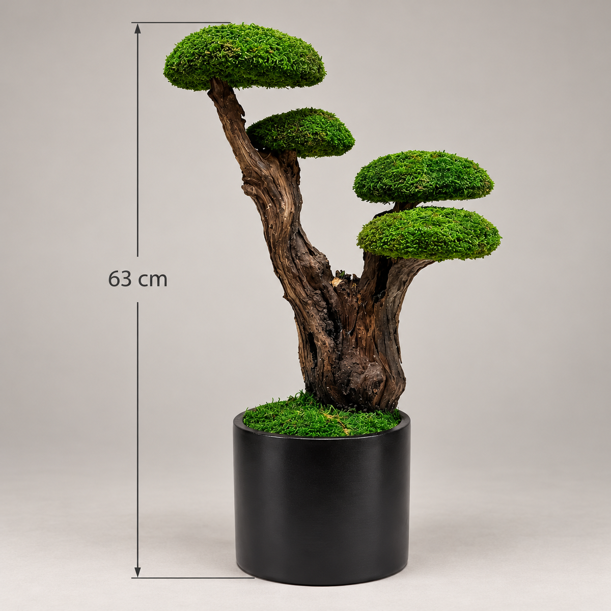 Kyoto Bonsai