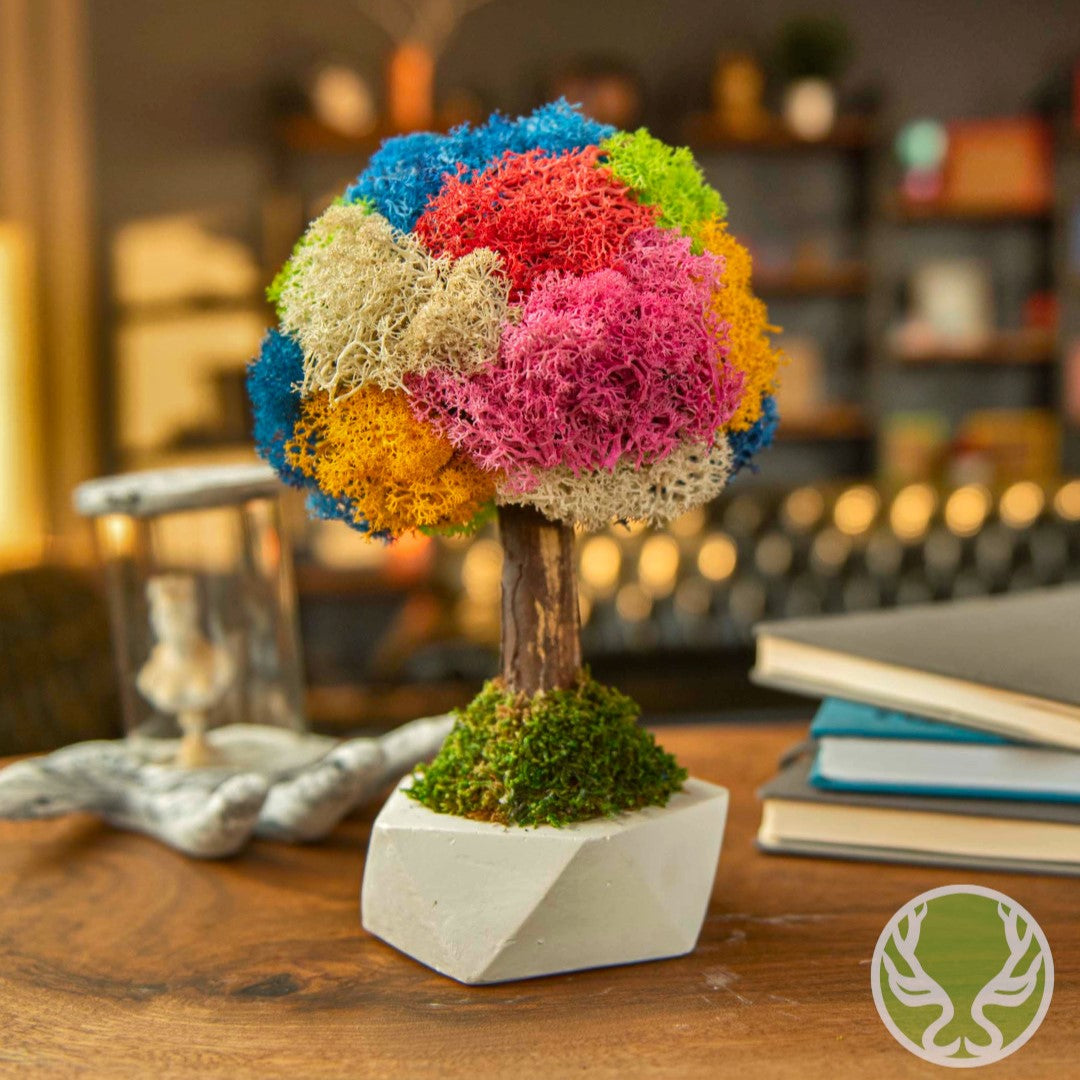 Kolaj Bonsai Moss Ağaç
