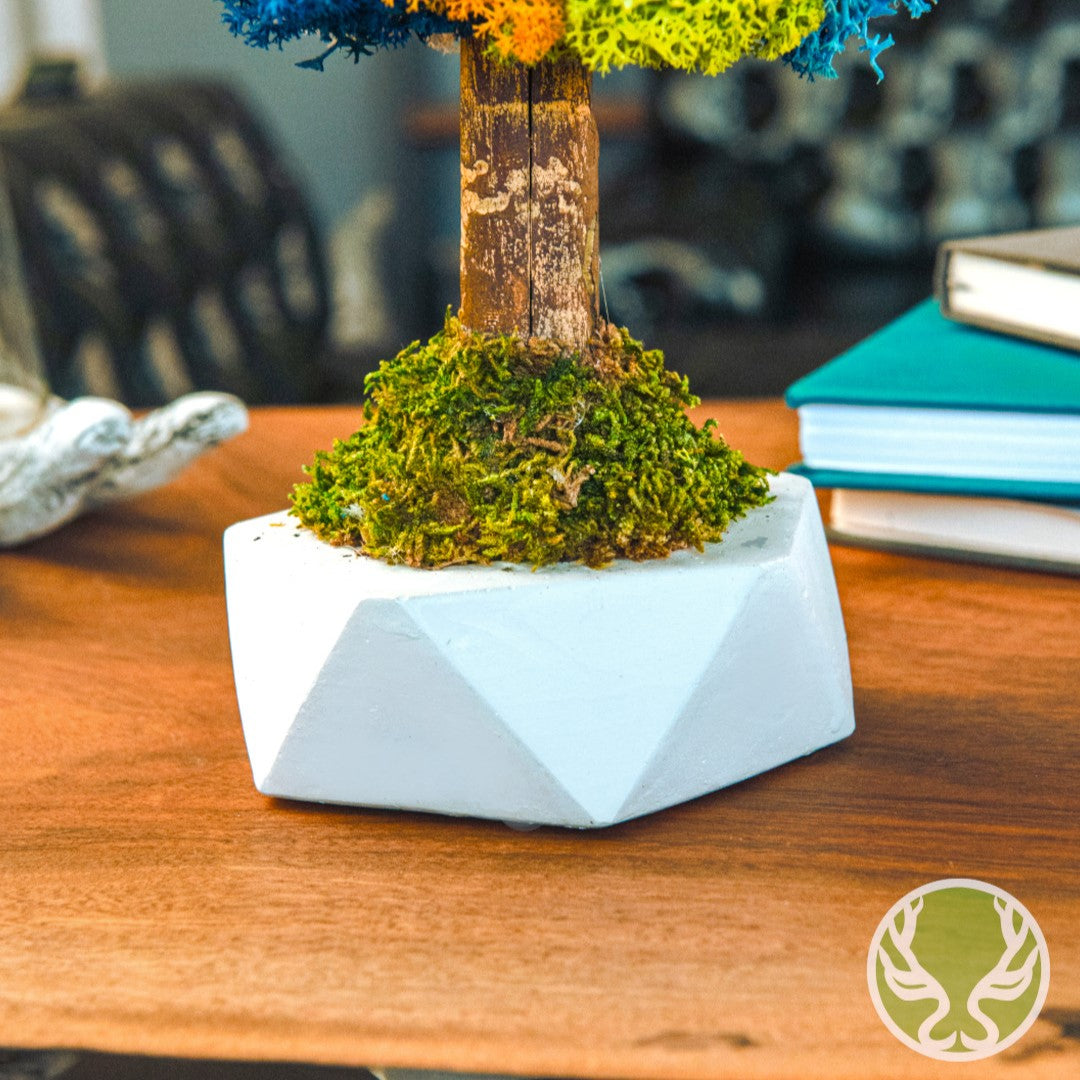 Kolaj Bonsai Moss Ağaç