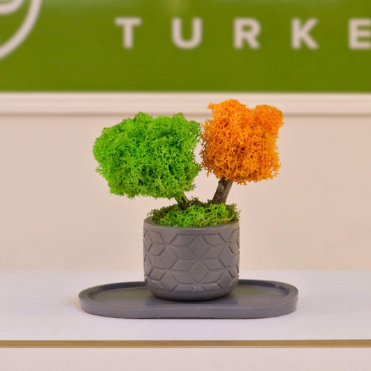 Mini Duo Bonsai